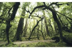 Komar Fototapet vlies Komar SHX9-104 Ancient Green 450x280 cm (SHX9-104)