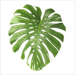 Pure Living Tablou sticlă Pure Living Lonely Leave II 20x20 cm (GLA1803D)