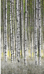 Marburg Fototapet vlies Marburg Smart Art Easy 47220 pădure mesteceni 159x270 cm (47220)