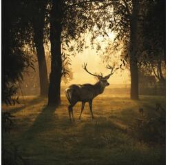 Pure Living Tablou sticlă Pure Living Deer & Sun 30x30 cm (GLA1818A)