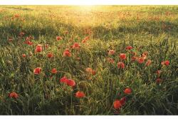 Komar Fototapet vlies Komar SHX9-071 Poppy World 450x280 cm (SHX9-071)