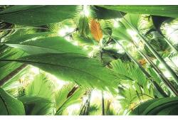 Komar Fototapet vlies Komar SHX9-024 Jungle roof II 450x280 cm (SHX9-024)