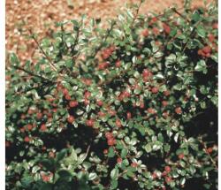 FloraSelf Cotoneaster dammeri radicans H 10-15 cm (X-ART-9930009)