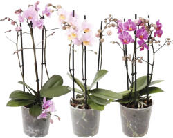 FloraSelf Orhidee fluture FloraSelf Phalaenopsis multiflora H 50-55 cm ghiveci Ø 12 cm diferite culori (5-2L-3B-4B-MAR-PM0003L0ZZ)