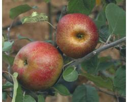 FloraSelf Bio Bio Pom fructifer măr FloraSelf Bio Malus domestica 'Red Boskoop' H 120-150 cm Co 7, 5 L (X-HOF-ABRB)