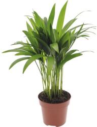 FloraSelf Palmier Areca FloraSelf Dypsis lutescens H 40-60 cm ghiveci Ø 12 cm (5-2L-3B-4B-MAR-MARDYP12)