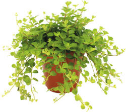 FloraSelf Peperomia rotundifolia H ca. 20 cm ghiveci Ø 12 cm (5-2K-3B-4B-MAR-ROT12FS)