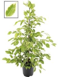 FloraSelf Ficus benjamina ''Golden King' H 100-110 cm ghiveci Ø 21 cm (6-2L-3B-4B-MAR-2104)
