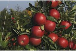 FloraSelf Bio Bio Pom fructifer măr FloraSelf Bio Malus domestica 'Jonagold' H 120-150 cm Co 7, 5 L (X-HOF-ABJO)