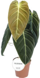 FloraSelf Filodendron FloraSelf Philodendron melanochrysum H 40-45 cm ghiveci Ø 12 cm (5-2N-3B-4B-MAR-PH02-12-HORNB)