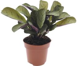 FloraSelf Ctenanthe burle-marxii 'Amagris' H 20-30 cm ghiveci Ø 12 cm (5-2L-3B-4B-MAR-MARAMA12)