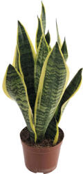 FloraSelf Limba soacrei FloraSelf Sansevieria trifasciata 'Superba' H 35-45 cm ghiveci Ø 14 cm (5-2L-3B-4B-MAR-SS14DD)