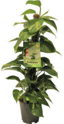FloraSelf Iedera diavolului FloraSelf Scindapsus aureum H 80-90 cm ghiveci Ø 19 cm (6-2K-3B-4B-MAR-S21AM10100)