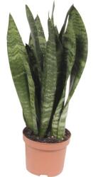 FloraSelf Limba soacrei FloraSelf Sansevieria trifasciata Black Coral H 25-35 cm ghiveci Ø 9 cm (3-2K-3B-4B-MAR-SMDDH)