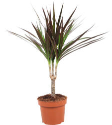 FloraSelf Dracena FloraSelf Dracaena Marginata H ca. 65 cm ghiveci Ø 12 cm (5-2K-3B-4B-MAR-6001)