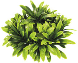 ORBIT Plantă acvariu mică Orbit Nr. 33 (71233)
