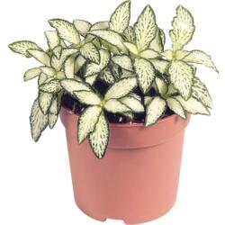 FloraSelf Planta cu piele de șarpe mix FloraSelf Fittonia verschaffeltii 'Mosaic' H 10-15 cm ghiveci Ø 7 (3-2K-3B-4B-MAR-113076fiwhf07)