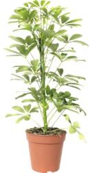 FloraSelf Arborele umbrelă FloraSelf Schefflera arboricola 'Nora' H 45-55 cm ghiveci Ø 13 cm (2-2N-3B-4B-MAR-01-HORNBACH)
