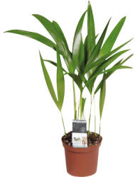 FloraSelf Palmier Areca FloraSelf Dypsis H 20-30 cm ghiveci Ø 7 cm (3-2L-3B-4B-MAR-HOR220076)