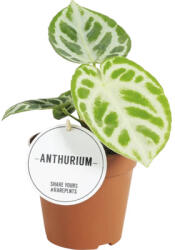 FloraSelf Floarea Flamingo FloraSelf Anthurium H ca. 25 cm ghiveci Ø 12 cm diferite sortimente (5-2L-3B-4B-MAR-AN01-12-HORNB)