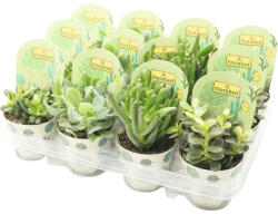 FloraSelf Arborele de bani FloraSelf Crassula-Cultivars H 15-20 ghiveci Ø 12 cm, diferite soiuri (3-2J-3A-4C-MAR-033301200CLG)