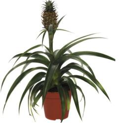 FloraSelf Ananas FloraSelf H 45-55 cm ghiveci Ø 12 cm (5-2L-3B-4B-MAR-COR-FD6/MHB)
