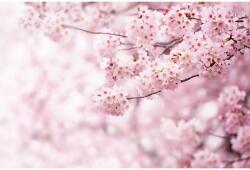 4-Home Wallpaper foto XXL Sakura 360 x 254 cm , 4 părți