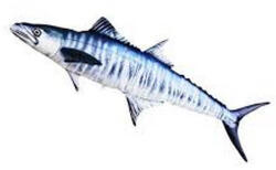EnergoTeam Pillow The Mackerel Spanish 102cm (e-74780361)