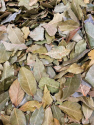 Paleolit Babérlevél egész 1kg Bay leaves whole (laurel) - paleocentrum