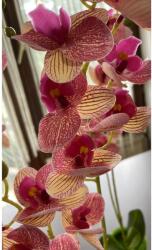 Manóvilág Cserepes Orchidea /rózsaszín Cirmos / 60-65 Cm (élethű, Gumi, Gondozásmentes)