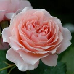 Rosa Louise De Marillac cserepes rózsa