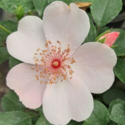  Rosa Astronomia® cserepes rózsa