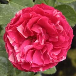  Rosa Konstantina cserepes rózsa