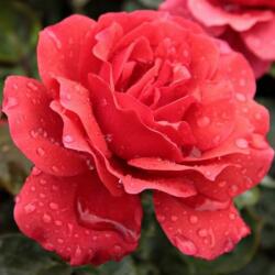  Rosa Sammetglut® cserepes rózsa