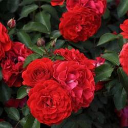  Rosa Tara cserepes rózsa