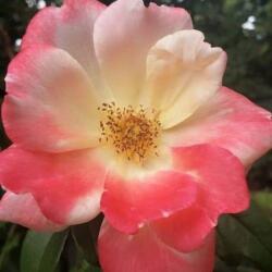 Rosa Roseromantic® cserepes rózsa