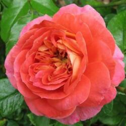  Rosa Gebrüder Grimm® cserepes rózsa