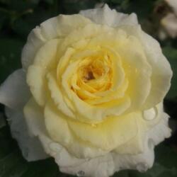  Rosa Tandinadi cserepes rózsa