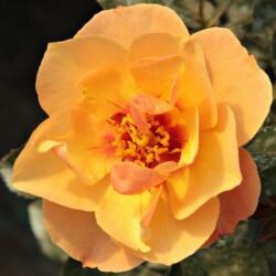  Rosa Persian Sun cserepes rózsa