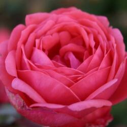  Rosa Gartenprinzessin Marie-José ® cserepes rózsa