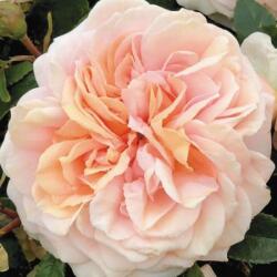 Rosa Garden of Roses® cserepes rózsa