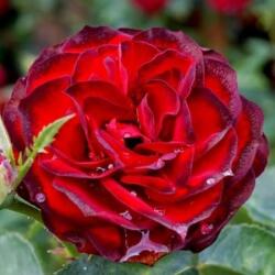  Rosa A pesti srácok emléke cserepes rózsa