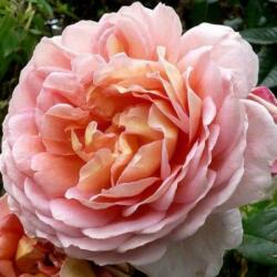  Rosa Delpabra cserepes rózsa