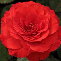  Rosa Borsod cserepes rózsa