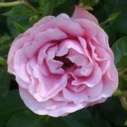  Rosa Nagyhagymás cserepes rózsa
