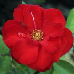 Rosa Satchmo cserepes rózsa