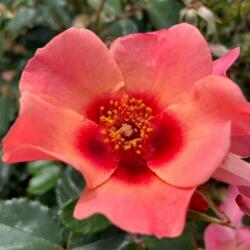  Rosa For Your Eyes Only cserepes rózsa