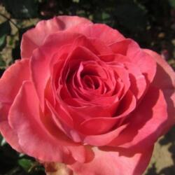  Rosa Mystic Glow cserepes rózsa
