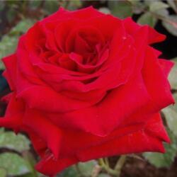 Rosa Hansestadt Lübeck® cserepes rózsa
