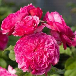 Rosa Theo Clevers cserepes rózsa